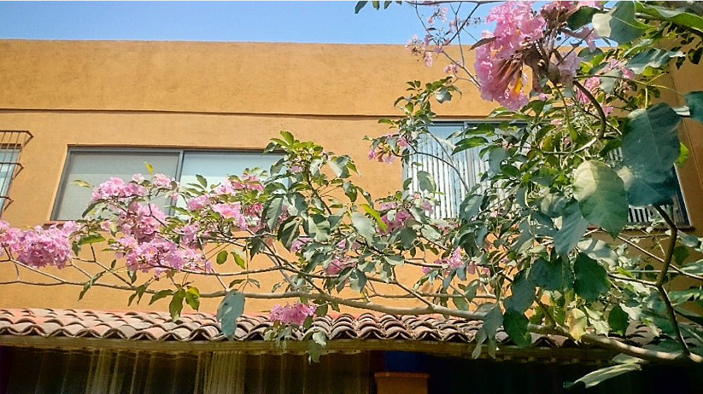 Orchidelirium Casa Hotel & Salud Estetica Cuernavaca Exterior photo
